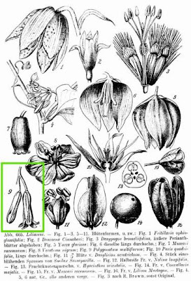 Eurasian Solomon's seal
