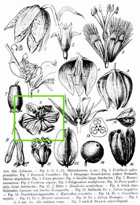 Black False Hellebore Black False Hellebore