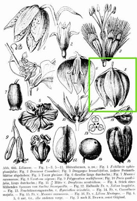 Yucca gloriosa,
Giucca,
Jucca,
moundlily yucca,
Spanish Dagger