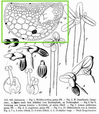 Wolffia brasiliensis,
Brazilian watermeal