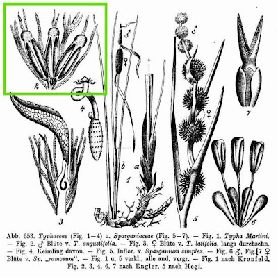 Narrow-leaf cat-tail