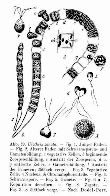 Ulothrix zonata