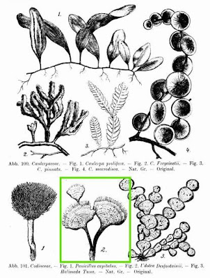 Uditea desfontainii