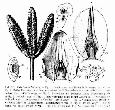 Welwitschia bainesii