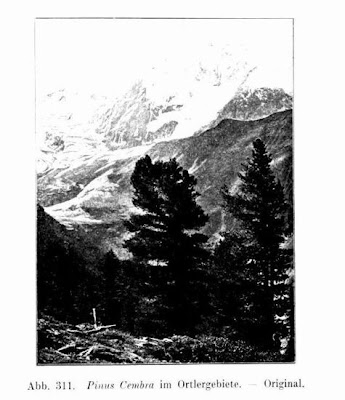 Arolla pine Arolla pine
