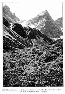 Hairy Alpenrose
