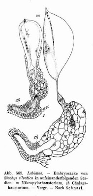 Stachys sylvatica L.