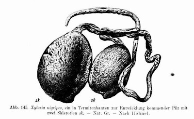 Xylaria nigripes