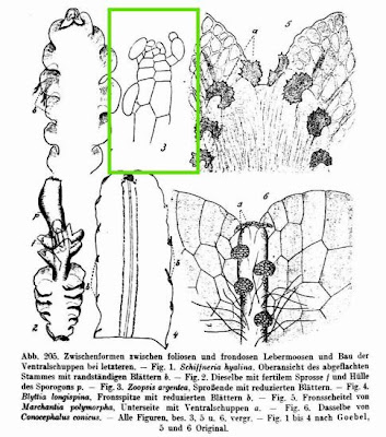 Zoopsis argentea