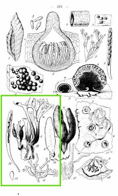 Xylaria polymorpha