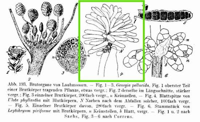 Ulota phyllantha,
ulota moss