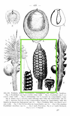 Zamia muricata