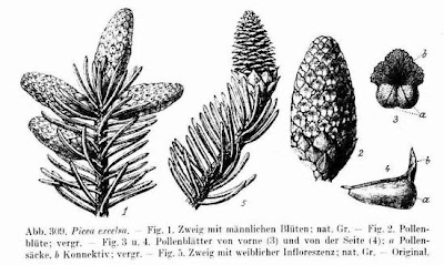Gemeine Fichte
