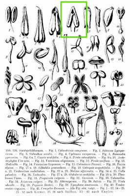 Ramondia pyrenaica