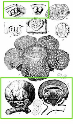 Rafflesia rochussenii