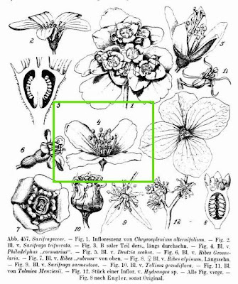 G. dei Frati