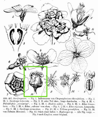 Bigflower tellima Bigflower tellima