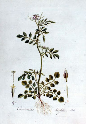 Crescione primaticcio Crescione primaticcio