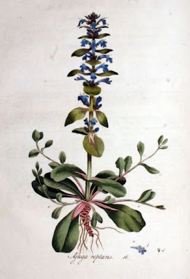 Ajuga reptans L.