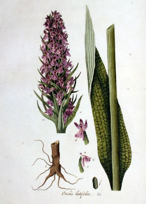 Broadleaf Orchis Broadleaf Orchis
