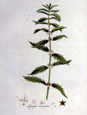 Gipsywort