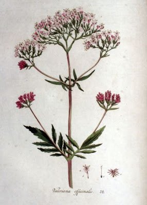 Valeriana officinalis,
common valerian,
garden heliotrope,
garden valerian,
garden-heliotrope,
valerian