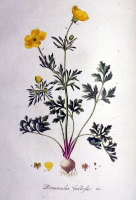 Ranunculus bulbosus L.