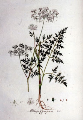 Cicuta aglina Cicuta aglina