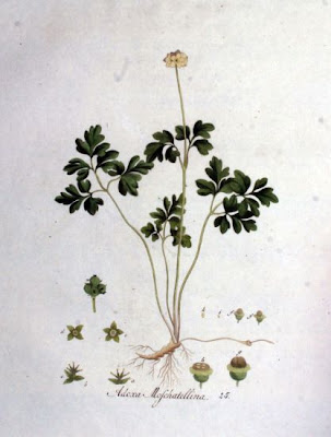 Adoxa,
adoxa Adoxa,
adoxa