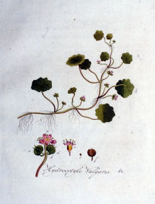 Gewöhnlicher Wassernabel Gewöhnlicher Wassernabel