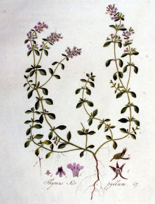 Thymus serpyllum L.