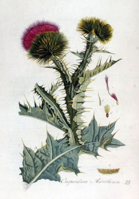 Cardo-espinhoso Cardo-espinhoso