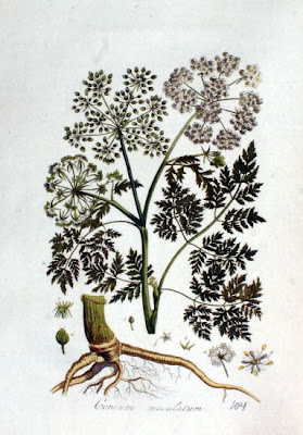 Carrot-fern Carrot-fern