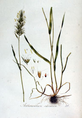 Vernal Grass