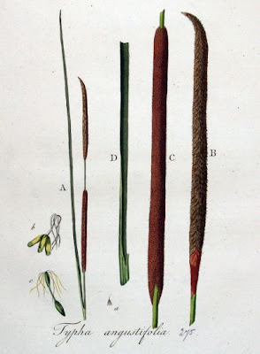 Narrow-leaf cat-tail