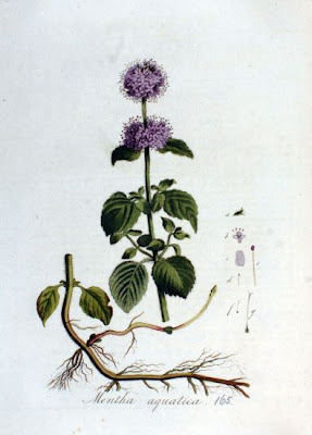 Mentha aquatica L. x. piperita