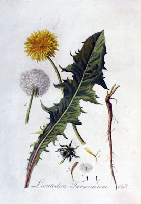 Achicoria amarga Achicoria amarga