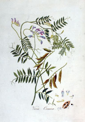 Cow vetch Cow vetch