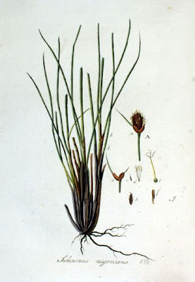Black bog-rush Black bog-rush