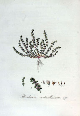 Illecebrum verticillatum,
coral necklace,
Corrigiola verticillata