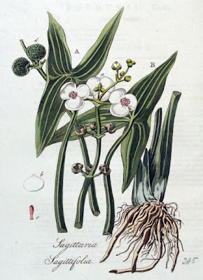 Flecha de agua