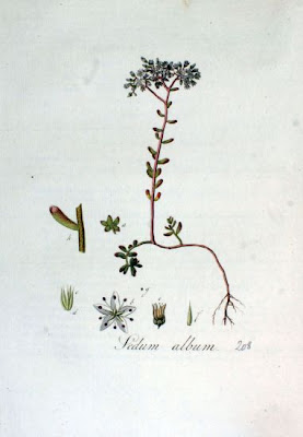 Erba pignola Erba pignola