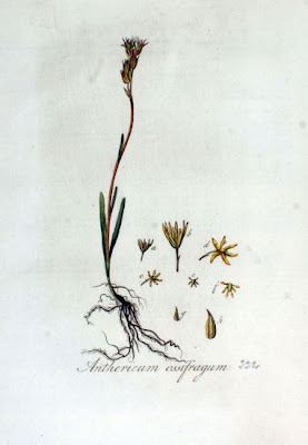 Bog-asphodel Bog-asphodel