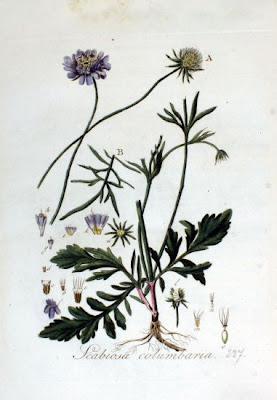 Colombaire Colombaire