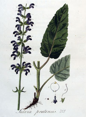Salvia pratensis L.