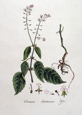 Enchanter's Nightshade