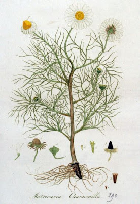 Hungarian chamomile
