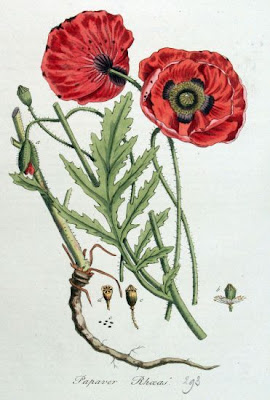 Flanders poppy