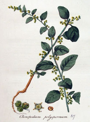 Erva-das-sementes