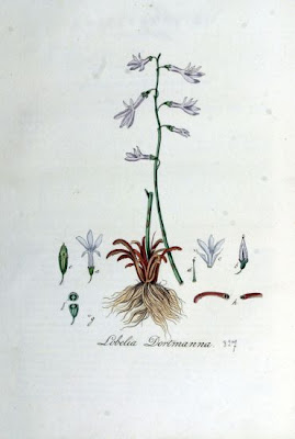 Dortmann's cardinalflower Dortmann's cardinalflower